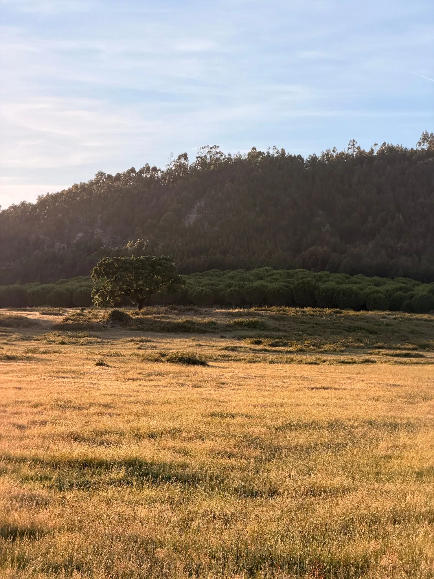 Golden, dry Alentejo grasslands rolling toward wooded hills in soft evening light